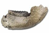Southern Mammoth Partial Mandible with M Molar - Hungary #337194-1